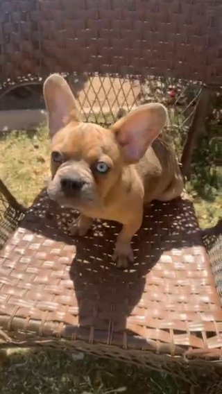 French Bulldog in Phoenix, Arizona