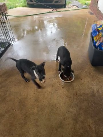 American Bully in Fayetteville, North Carolina