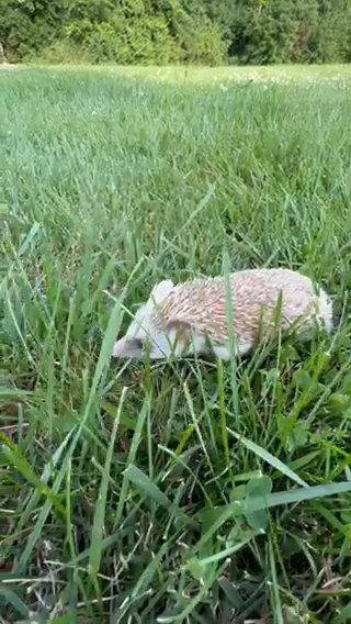 Happy Hedgehog in Rutland, Vermont