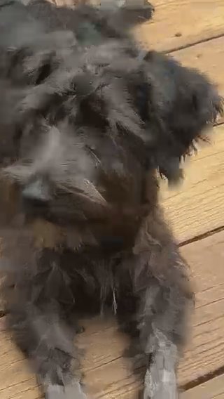 Brody Mini Schnauzer For Sale in Cedar Falls, Iowa