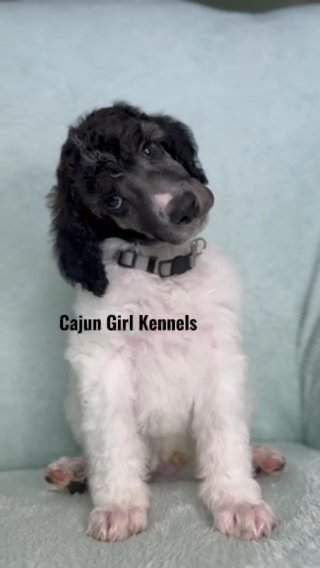 AKC poodle Boy ? in Easton, Maryland