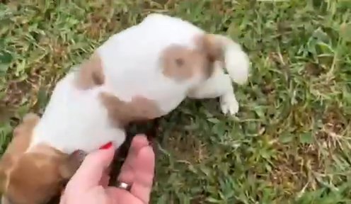 Merle Shorty Jack Russell in Paducah, Kentucky