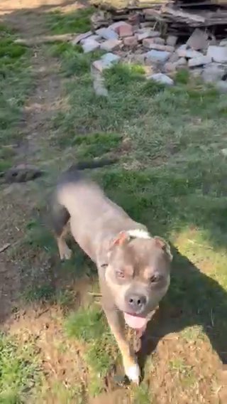 American Bully Male in Akron, Ohio