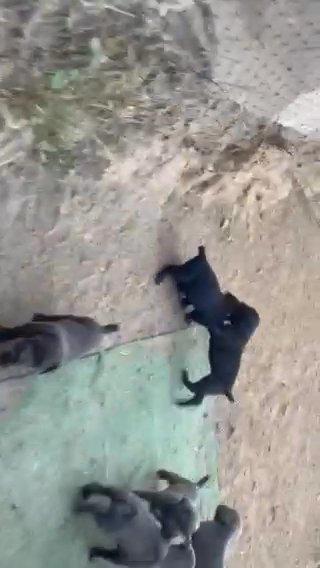 Grand Champion Cane Corso litter in Compton, California