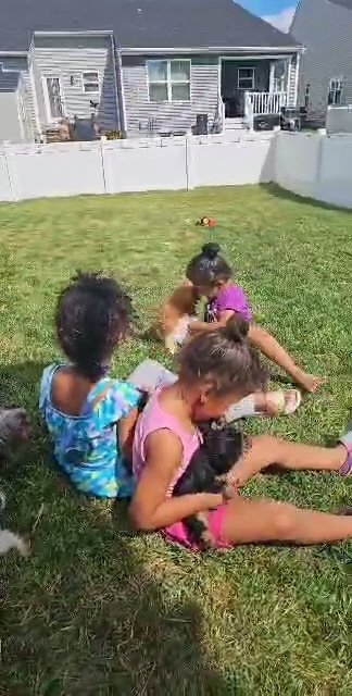 Yorkie puppies in Martinsburg, West Virginia