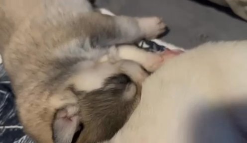 siberian husky in Newark, New Jersey