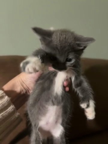 Mittens in Hollywood, Florida