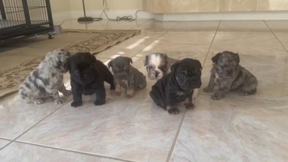 Fluffy Big Rope French Bulldog in Las Vegas, Nevada