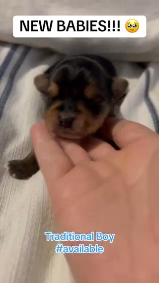 SOLD—AKC YORKIES in Boone, North Carolina
