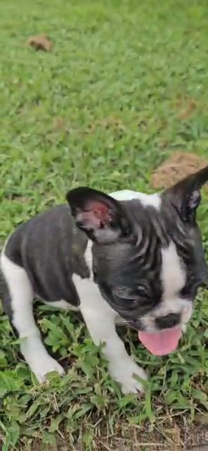 french bulldog puppy in Orlando, Florida