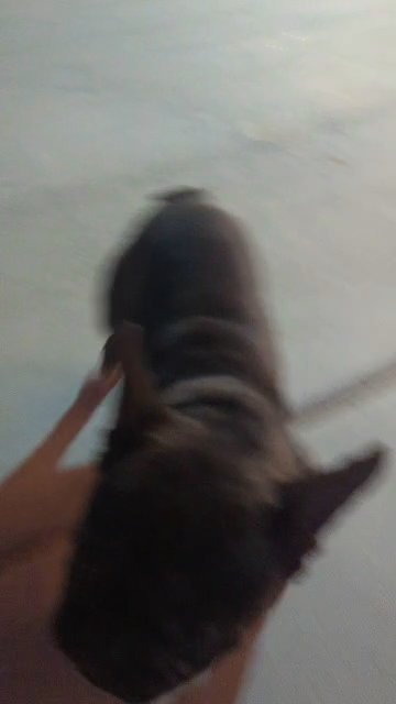 chocolate male frenchie in Phelan, California