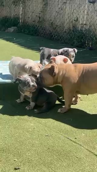 Micro /nano Merle American Bullies in Bethlehem, Pennsylvania