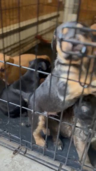 Puppies Need New Homes ! in Indianapolis, Indiana