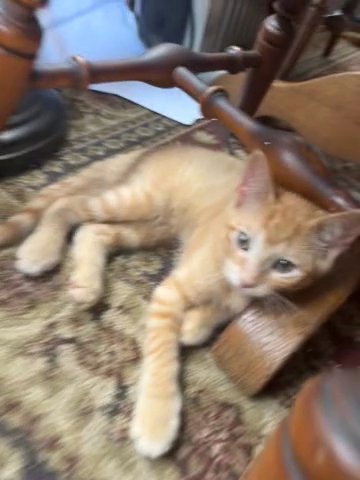Two Month Old Kittens in Cortland, New York