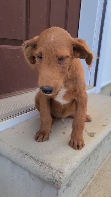 Labradoodle in Muscle Shoals, Alabama