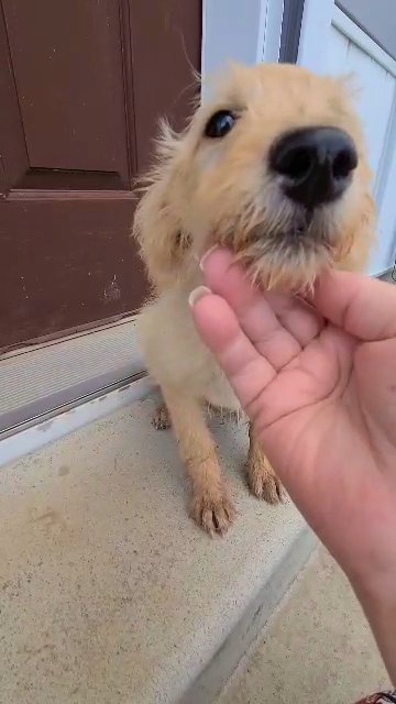 Labradoodle in Muscle Shoals, Alabama