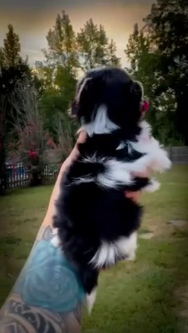 Teacup Size Male in Jackson, Tennessee