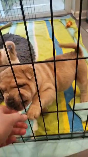 ? Need Forever Homes ? in Baltimore, Maryland
