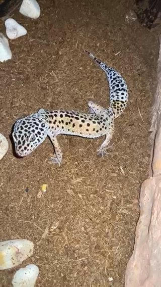 Leopard Gecko in Allentown, Pennsylvania