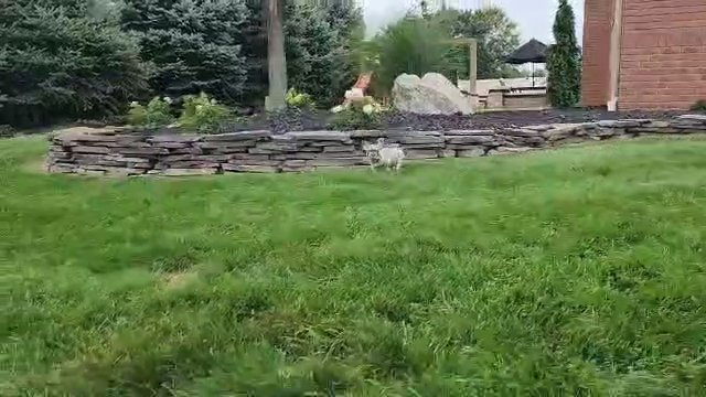 Hugo Lilac and Tan in Wooster, Ohio
