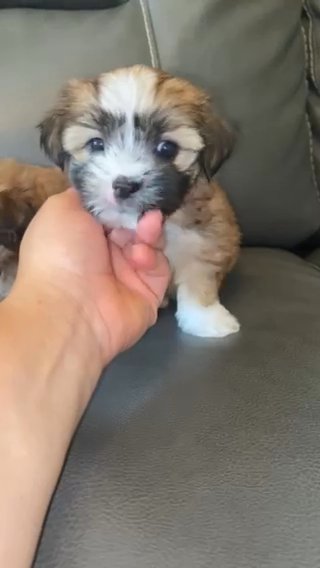 PIXIE - Toy Shorkie Tzu Puppy in Atlanta, Georgia
