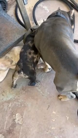 Blue Merle French Bulldog AKC in El Paso, Texas