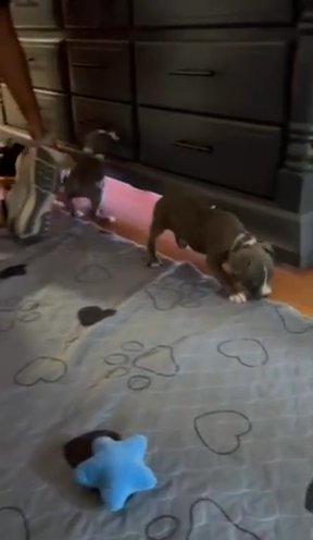 Standard American Bully in St. Louis, Missouri