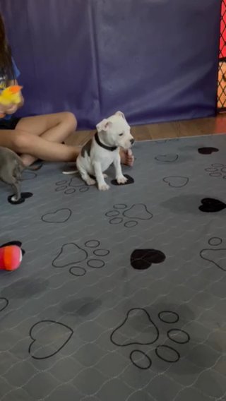 Standard American Bully in St. Louis, Missouri