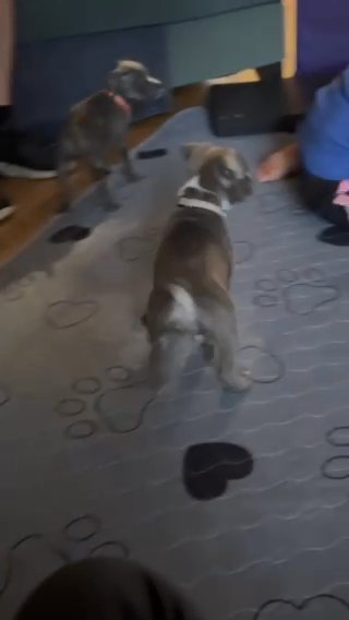 Standard American Bully in St. Louis, Missouri