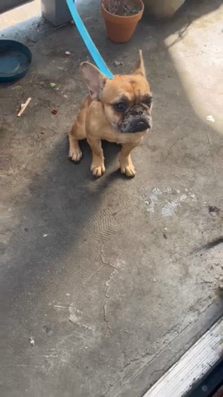 Female Frenchie For Sell. in Oakland, California