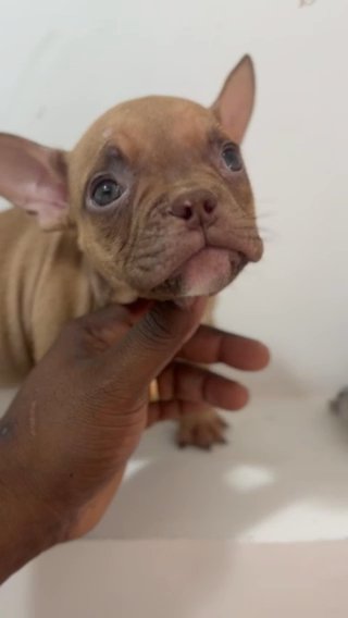 Exotic bully in Derry, New Hampshire