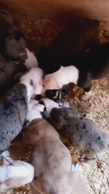 olde english bulldogge puppies in Calera, Alabama