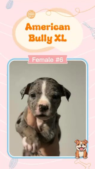 ABKC XL American Bully in Lakeland, Florida