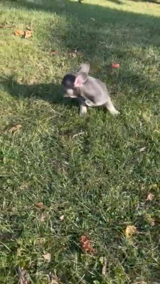 Blue Lilac Baby Girl in Pittsburgh, Pennsylvania