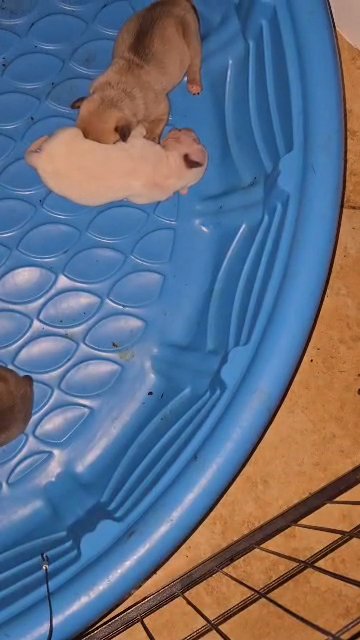pocket bully puppies in Lehigh Acres, Florida