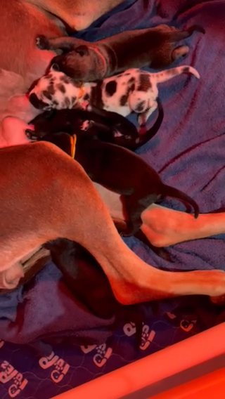 Ckc Great Dane Puppies in Raleigh, North Carolina