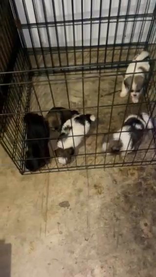Shih Tzu Pup in Union City, Georgia
