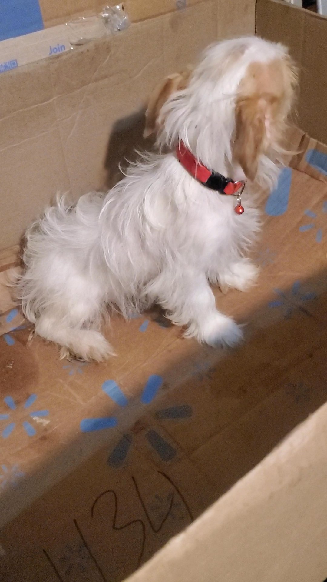 $1500  GIRL  TOY  CHI-POO   NYC in New York City, New York
