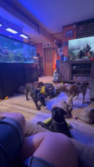 CKC Great Dane Male in Raleigh, North Carolina