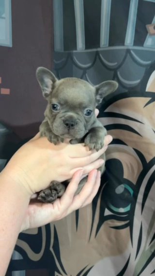 Male Blue Frenchie in Stockton, California