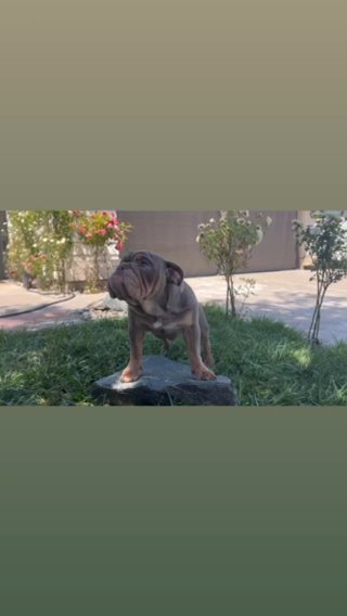Lilac Tri Male in Stockton, California