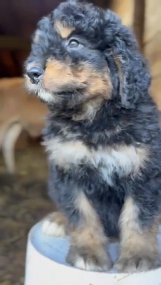 BerneDoodle - Wavvy in Harrisburg, Pennsylvania