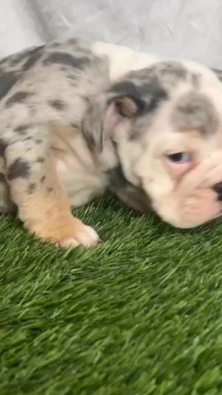 Lilac Merle Tri Male in Stockton, California