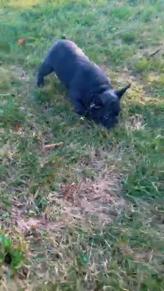 Blue Frenchie Male 13 Weeks in Pittsburgh, Pennsylvania