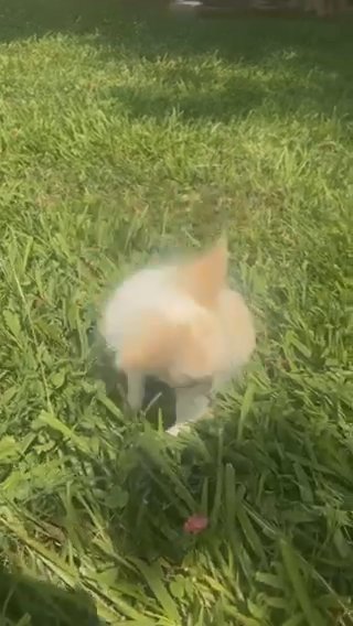 AKC Chihuahua Boy Puppy in Charlotte, North Carolina