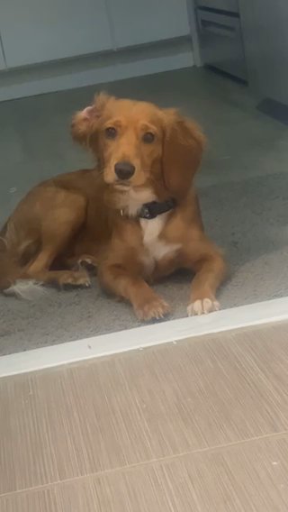 Miningolden Doodle ❤️ in Philadelphia, Pennsylvania