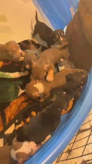 Pocket Bullies in Dallas, Texas