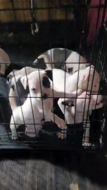 American pocket bullies in Mount Pleasant, Texas