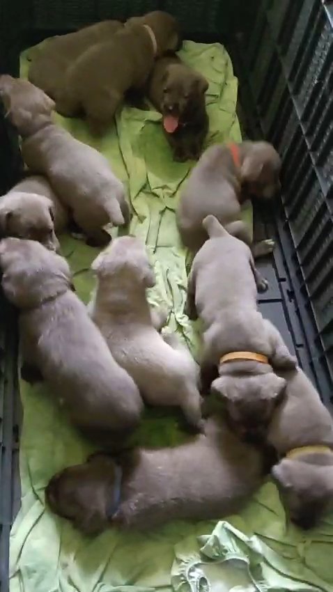 Cane Corso Puppies in Plantation, Florida