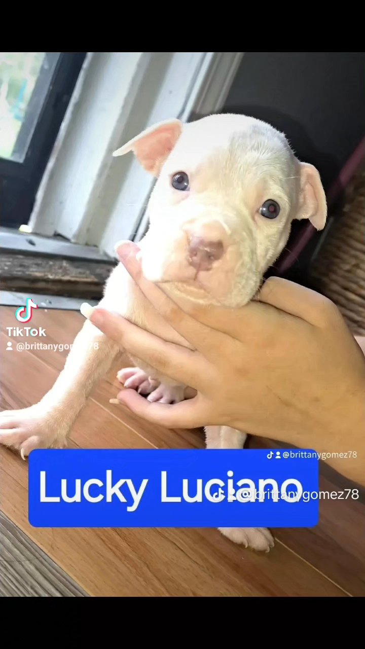 pit pups in Peoria, Illinois